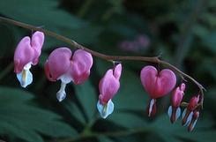 Pink bleeding heart flowers